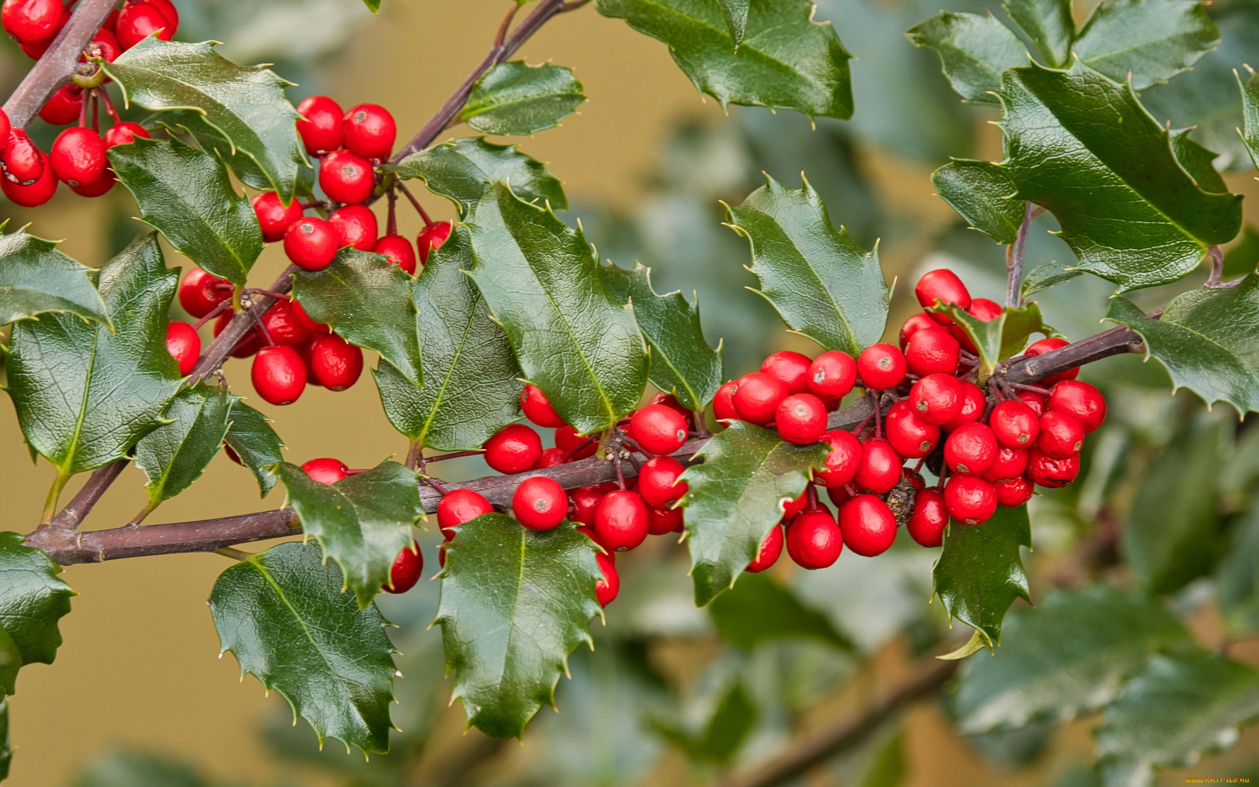 holly berries, ilex opaca,  , , , holly, berries, ilex, opaca, , 